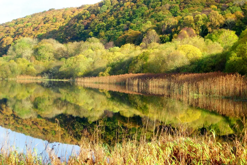 Galloway Loch & Woodland