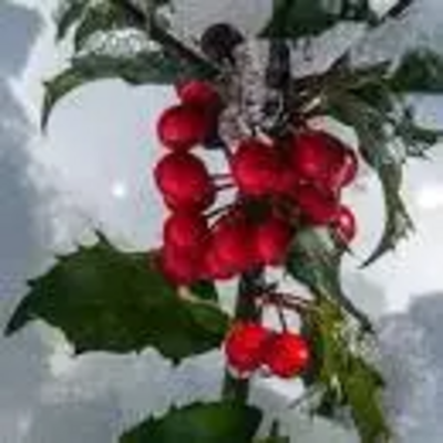 holly berries