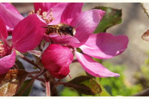 Photograph of bees