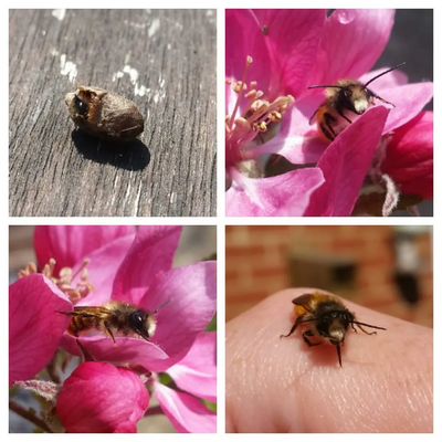 Photograph of bees 2