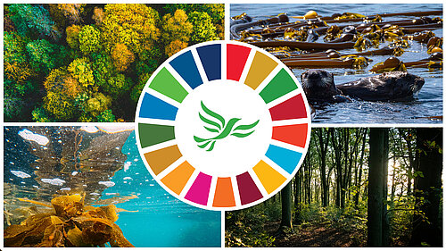 Collage with trees, otters and seaweed with the United Nations Sustainable Development Goals Wheel and a green libby 