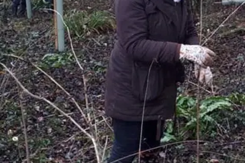 Louise harris planting trees